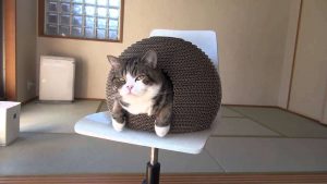 Домик для кошки своими руками: Как сделать пошагово? 150+ (Фото) из дерева, картона, коробок, с когтеточкой