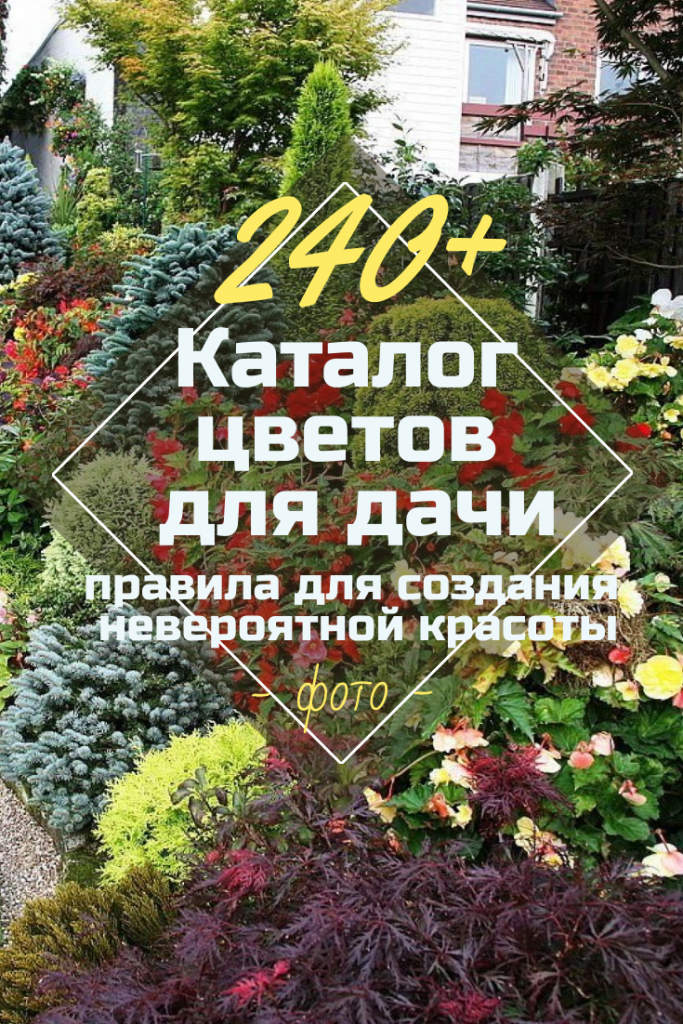 Каталог Цветов для Дачи (240+ Фото с Названиями ) - ModernPlace.ru