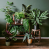 Слияние с природой: как органично вписать растения в интерьер вашего дома
