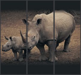 Фотообои на стене в Гостиной, Спальни, Кухни и Детской: 205+ Фото Привлекательных интерьеров