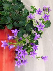 Цветы в интерьере: 175+ (Фото) Красивых сочетаний (в гостиной, спальне, на кухне)