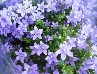 Цветы в интерьере: 175+ (Фото) Красивых сочетаний (в гостиной, спальне, на кухне)