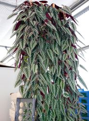 Цветы в интерьере: 175+ (Фото) Красивых сочетаний (в гостиной, спальне, на кухне)