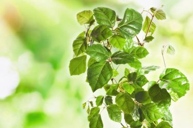 Цветы в интерьере: 175+ (Фото) Красивых сочетаний (в гостиной, спальне, на кухне)