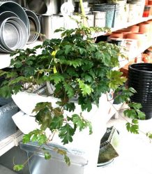 Цветы в интерьере: 175+ (Фото) Красивых сочетаний (в гостиной, спальне, на кухне)