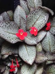 Цветы в интерьере: 175+ (Фото) Красивых сочетаний (в гостиной, спальне, на кухне)