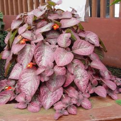 Цветы в интерьере: 175+ (Фото) Красивых сочетаний (в гостиной, спальне, на кухне)