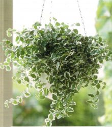 Цветы в интерьере: 175+ (Фото) Красивых сочетаний (в гостиной, спальне, на кухне)