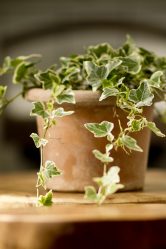 Цветы в интерьере: 175+ (Фото) Красивых сочетаний (в гостиной, спальне, на кухне)