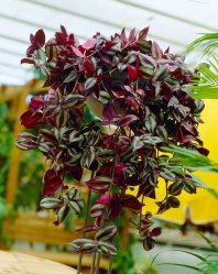 Цветы в интерьере: 175+ (Фото) Красивых сочетаний (в гостиной, спальне, на кухне)