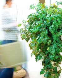 Цветы в интерьере: 175+ (Фото) Красивых сочетаний (в гостиной, спальне, на кухне)