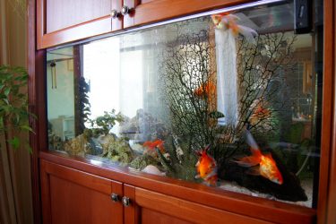 Аквариум в интерьере квартиры или дома: 145+ (Фото) видов для оформления Вашего дизайна (угловой, сухой, перегородка, маленький)