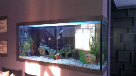 Аквариум в интерьере квартиры или дома: 145+ (Фото) видов для оформления Вашего дизайна (угловой, сухой, перегородка, маленький)