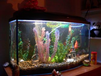 Аквариум в интерьере квартиры или дома: 145+ (Фото) видов для оформления Вашего дизайна (угловой, сухой, перегородка, маленький)