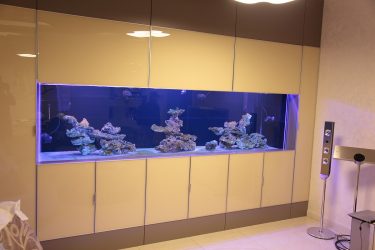 Аквариум в интерьере квартиры или дома: 145+ (Фото) видов для оформления Вашего дизайна (угловой, сухой, перегородка, маленький)