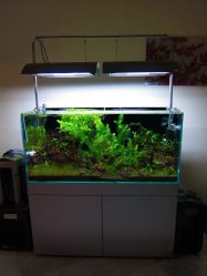 Аквариум в интерьере квартиры или дома: 145+ (Фото) видов для оформления Вашего дизайна (угловой, сухой, перегородка, маленький)