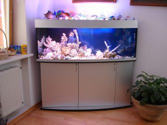 Аквариум в интерьере квартиры или дома: 145+ (Фото) видов для оформления Вашего дизайна (угловой, сухой, перегородка, маленький)