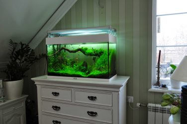 Аквариум в интерьере квартиры или дома: 145+ (Фото) видов для оформления Вашего дизайна (угловой, сухой, перегородка, маленький)