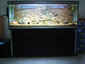 Аквариум в интерьере квартиры или дома: 145+ (Фото) видов для оформления Вашего дизайна (угловой, сухой, перегородка, маленький)