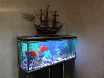 Аквариум в интерьере квартиры или дома: 145+ (Фото) видов для оформления Вашего дизайна (угловой, сухой, перегородка, маленький)