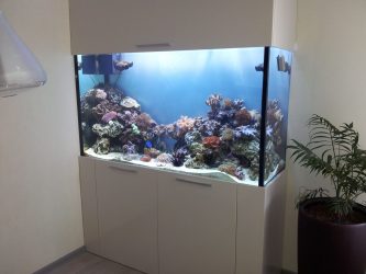 Аквариум в интерьере квартиры или дома: 145+ (Фото) видов для оформления Вашего дизайна (угловой, сухой, перегородка, маленький)