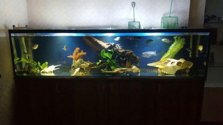 Аквариум в интерьере квартиры или дома: 145+ (Фото) видов для оформления Вашего дизайна (угловой, сухой, перегородка, маленький)