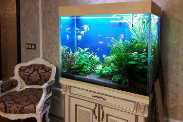 Аквариум в интерьере квартиры или дома: 145+ (Фото) видов для оформления Вашего дизайна (угловой, сухой, перегородка, маленький)