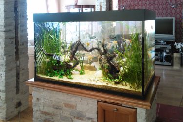 Аквариум в интерьере квартиры или дома: 145+ (Фото) видов для оформления Вашего дизайна (угловой, сухой, перегородка, маленький)