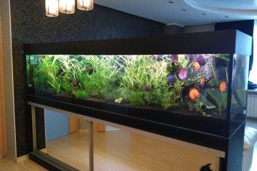 Аквариум в интерьере квартиры или дома: 145+ (Фото) видов для оформления Вашего дизайна (угловой, сухой, перегородка, маленький)