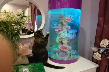 Аквариум в интерьере квартиры или дома: 145+ (Фото) видов для оформления Вашего дизайна (угловой, сухой, перегородка, маленький)