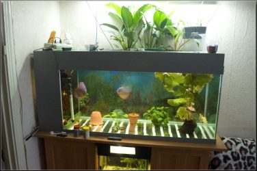 Аквариум в интерьере квартиры или дома: 145+ (Фото) видов для оформления Вашего дизайна (угловой, сухой, перегородка, маленький)