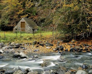 Дом в лесу: какой стиль лучше выбрать? 230+(Фото) душевного уединения и комфорта. А что понравится Вам?