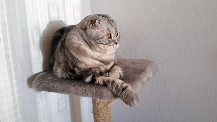 Домик для кошки своими руками: Как сделать пошагово? 150+ (Фото) из дерева, картона, коробок, с когтеточкой