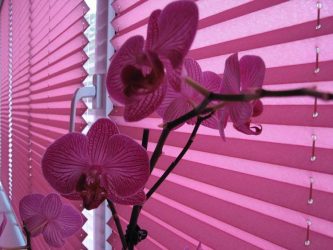 Новинки в дизайне Штор 2017 года (400+ Фото): Современные и модные варианты