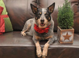 Новогодние игрушки своими руками на Новый 2018 год – Год Собаки (245+Фото)