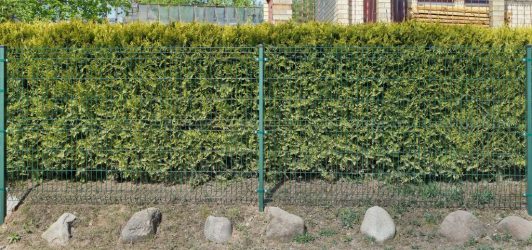 Живая изгородь на даче – своими руками: подбор растений, посадка и уход. Быстрорастущие, многолетние и вечнозеленые — какие лучше выбрать? (105+ Фото)