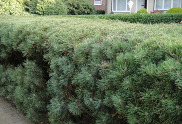 Живая изгородь на даче – своими руками: подбор растений, посадка и уход. Быстрорастущие, многолетние и вечнозеленые — какие лучше выбрать? (105+ Фото)