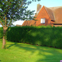 Живая изгородь на даче – своими руками: подбор растений, посадка и уход. Быстрорастущие, многолетние и вечнозеленые — какие лучше выбрать? (105+ Фото)