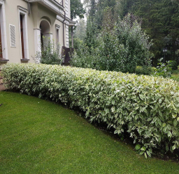 Живая изгородь на даче – своими руками: подбор растений, посадка и уход. Быстрорастущие, многолетние и вечнозеленые — какие лучше выбрать? (105+ Фото)