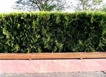 Живая изгородь на даче – своими руками: подбор растений, посадка и уход. Быстрорастущие, многолетние и вечнозеленые — какие лучше выбрать? (105+ Фото)