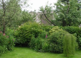 Живая изгородь на даче – своими руками: подбор растений, посадка и уход. Быстрорастущие, многолетние и вечнозеленые — какие лучше выбрать? (105+ Фото)