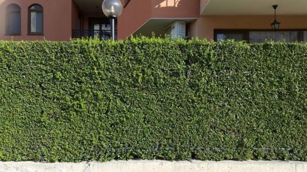 Живая изгородь на даче – своими руками: подбор растений, посадка и уход. Быстрорастущие, многолетние и вечнозеленые — какие лучше выбрать? (105+ Фото)