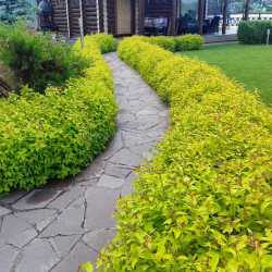 Живая изгородь на даче – своими руками: подбор растений, посадка и уход. Быстрорастущие, многолетние и вечнозеленые — какие лучше выбрать? (105+ Фото)