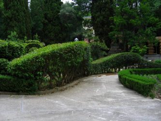 Живая изгородь на даче – своими руками: подбор растений, посадка и уход. Быстрорастущие, многолетние и вечнозеленые — какие лучше выбрать? (105+ Фото)