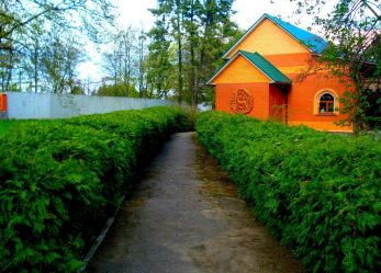 Живая изгородь на даче – своими руками: подбор растений, посадка и уход. Быстрорастущие, многолетние и вечнозеленые — какие лучше выбрать? (105+ Фото)