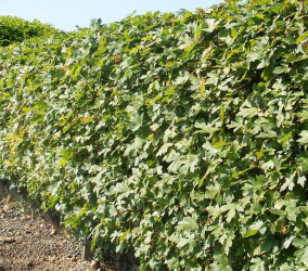 Живая изгородь на даче – своими руками: подбор растений, посадка и уход. Быстрорастущие, многолетние и вечнозеленые — какие лучше выбрать? (105+ Фото)