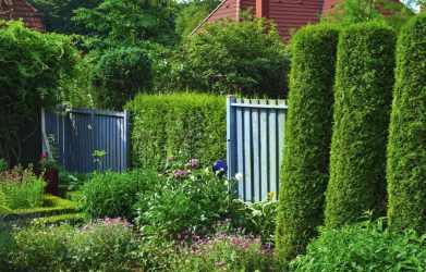 Живая изгородь на даче – своими руками: подбор растений, посадка и уход. Быстрорастущие, многолетние и вечнозеленые — какие лучше выбрать? (105+ Фото)