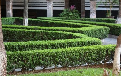 Живая изгородь на даче – своими руками: подбор растений, посадка и уход. Быстрорастущие, многолетние и вечнозеленые — какие лучше выбрать? (105+ Фото)