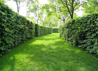 Живая изгородь на даче – своими руками: подбор растений, посадка и уход. Быстрорастущие, многолетние и вечнозеленые — какие лучше выбрать? (105+ Фото)