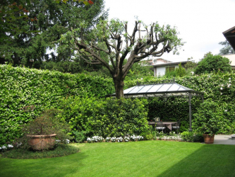 Живая изгородь на даче – своими руками: подбор растений, посадка и уход. Быстрорастущие, многолетние и вечнозеленые — какие лучше выбрать? (105+ Фото)